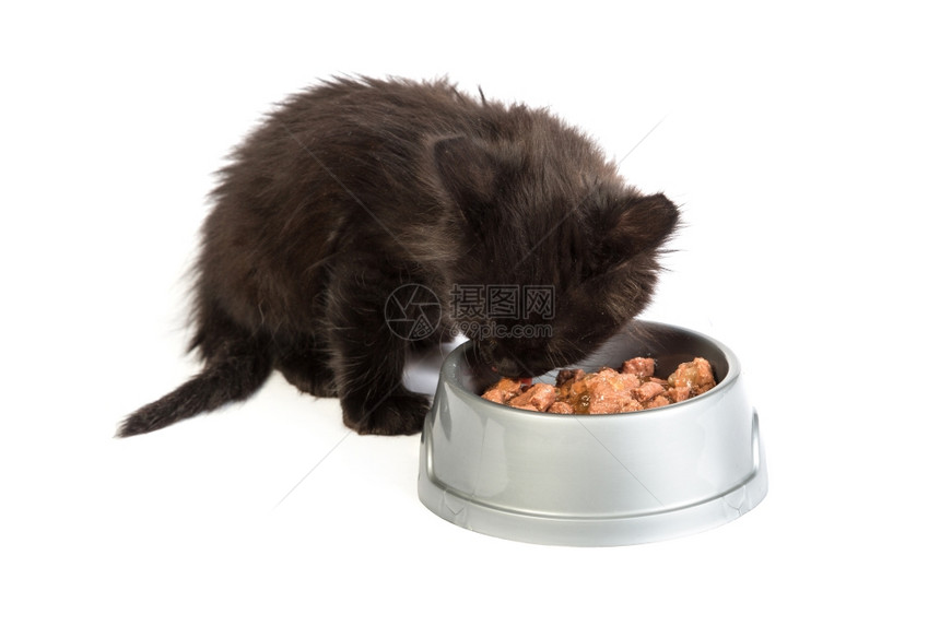 可爱的黑小猫吃食孤立在白色背景上图片