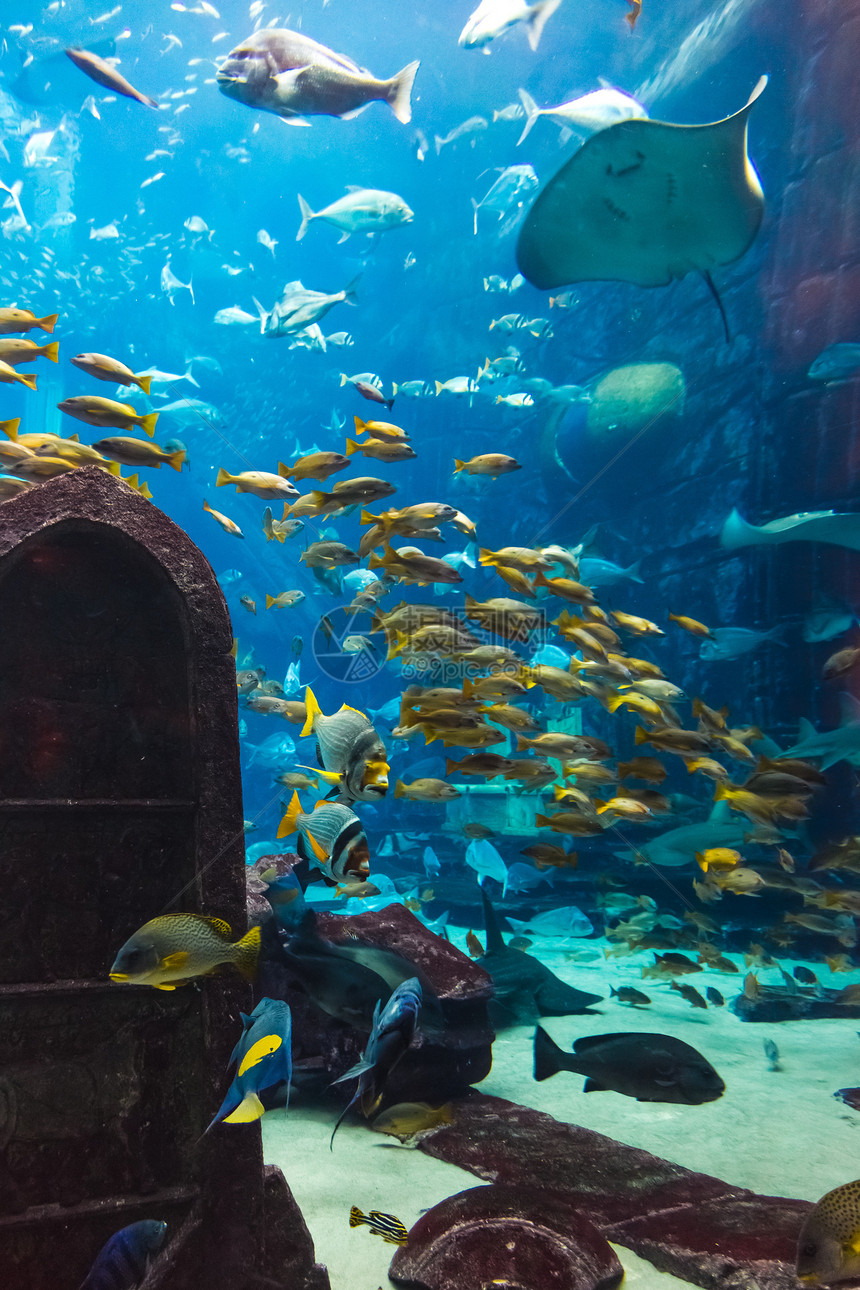 水族馆珊瑚礁上的鱼类照片图片