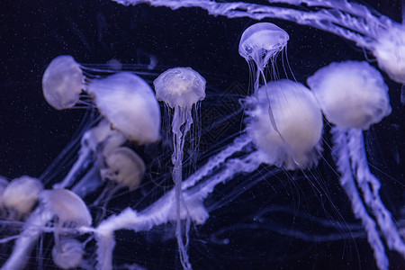 温石棉是一种生活在太平洋的常见自由漂浮双环磷通常称为太平洋海网或西岸背景图片