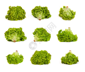 白色背景上孤立的一组新鲜绿色生菜图片
