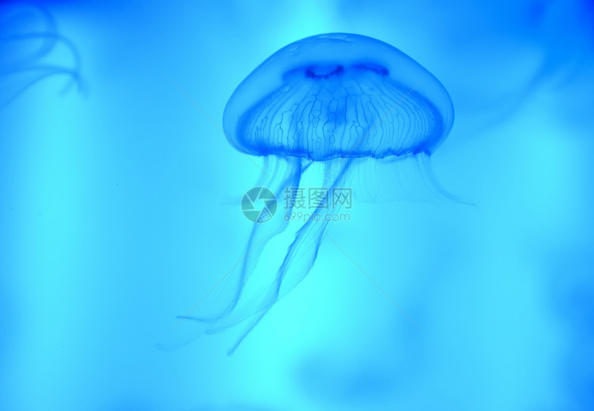 蓝色背景的孤立水母图片