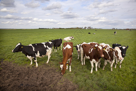 绿草地的红牛和黑背景图片