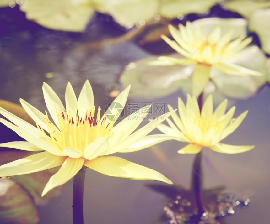 水上带回溯过滤效果的莲花图片