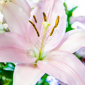 粉红百合花结背景图片