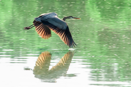 在水上自由飞的动物鸟图片