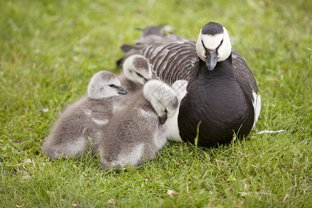 三只年轻的鹅和母亲坐在草地上图片