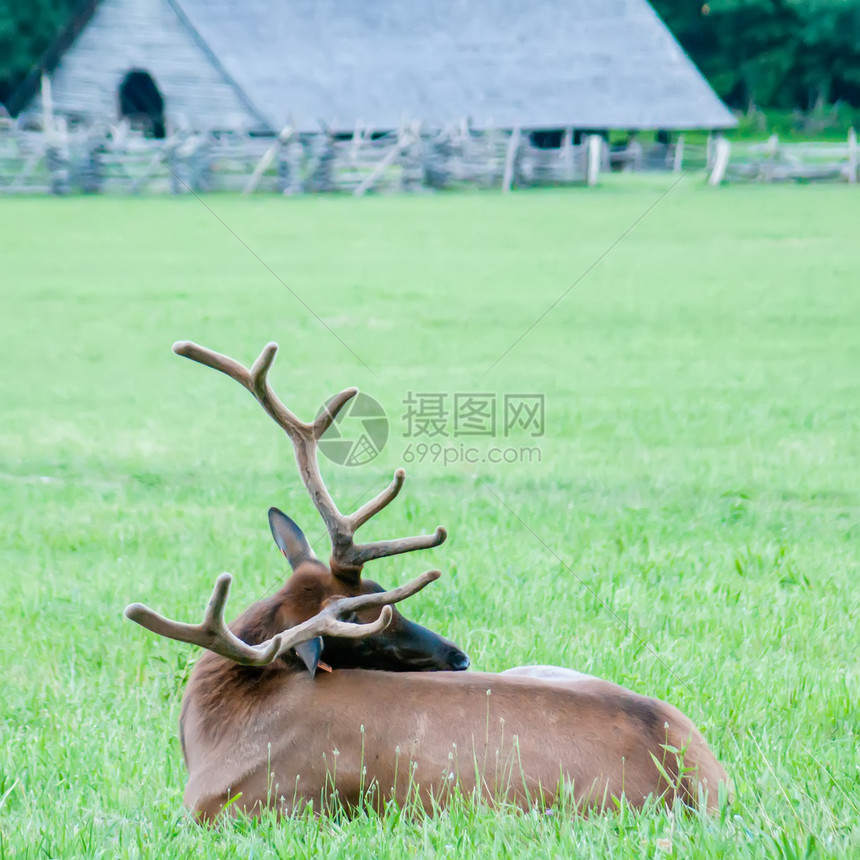 在草地上休息的麋鹿图片