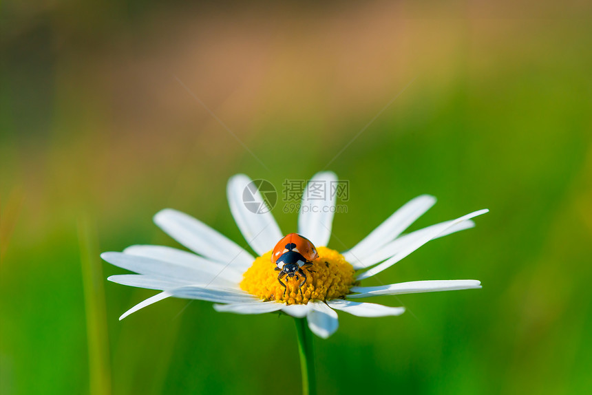 瓢虫在美丽的菊花上图片
