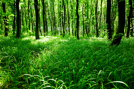 绿色林子图片