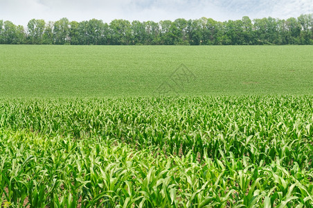 绿色的玉米农场图片