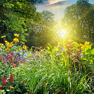 阳光照耀在 花丛里绿色高清图片素材