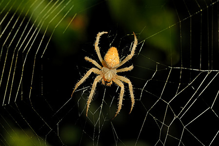 夜间危险蜘蛛网背景高清图片