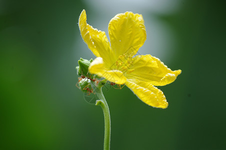 孤独的一朵黄花图片