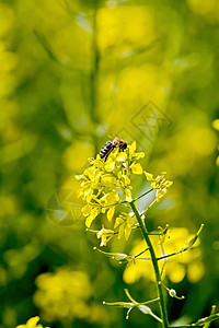 黄色背景田地上有蜜蜂的黄色椰子花图片