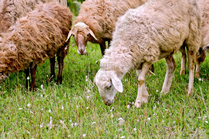 一大批棕色和白绵羊在草地上的绿放牧图片