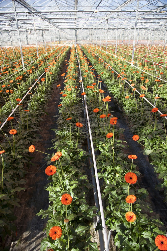 在霍兰的温室里有许多橙色的雪贝拉花朵图片