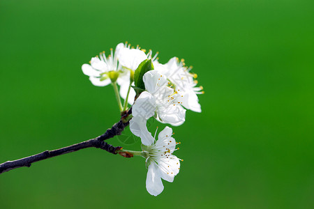 果树紧开花图片