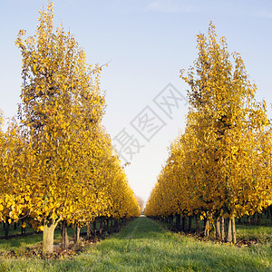秋天空果树上的黄色叶图片