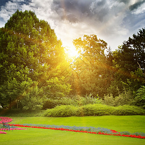 美丽的夏季公园和日出开花高清图片素材