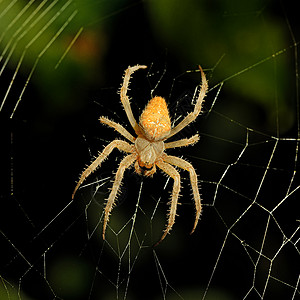 夜间危险蜘蛛网背景受害者高清图片素材