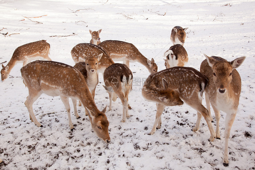 雪地中觅食的动物鹿图片