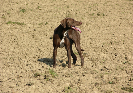 在开阔棕色田地上吃精疲力竭的黑狗背景图片
