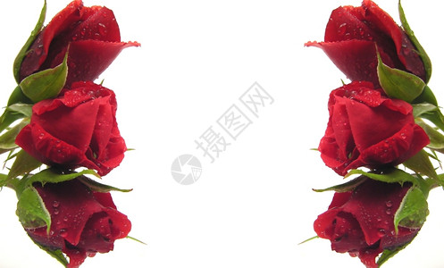 左侧和右的红玫瑰建立背景框架图片