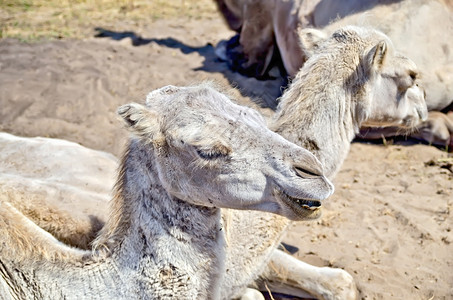 沙地背景的棕色骆驼图片