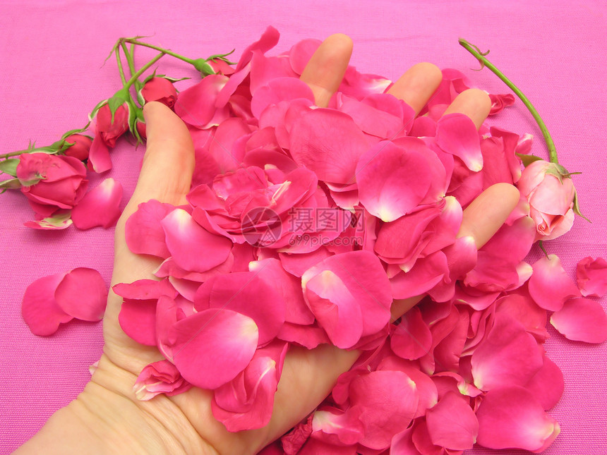 粉红色的玫瑰花蕾和瓣图片