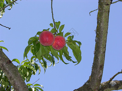 两颗成熟的桃子夹在一棵桃树的两枝之间背景图片