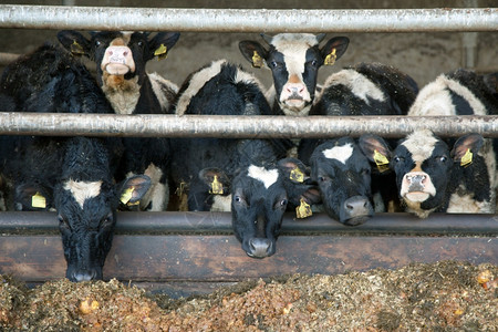 年轻的黑白奶牛吃着看群居中稳定黑色高清图片素材