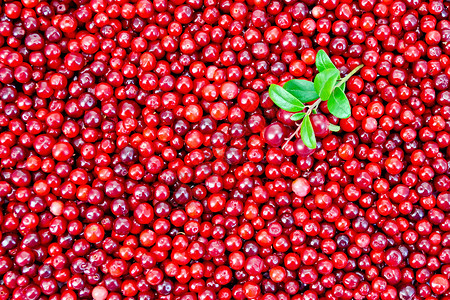 成熟的红莓林边纹理加上一个螺旋背景图片
