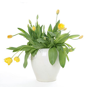 花盆里的黄色郁金香背景图片
