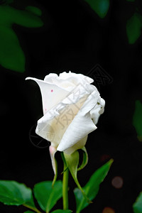 绿叶和棕土背景的白玫瑰图片