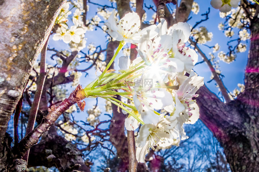 白樱花在春天开图片