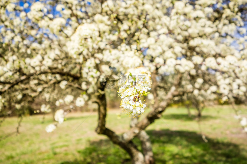 白樱花在春天开图片