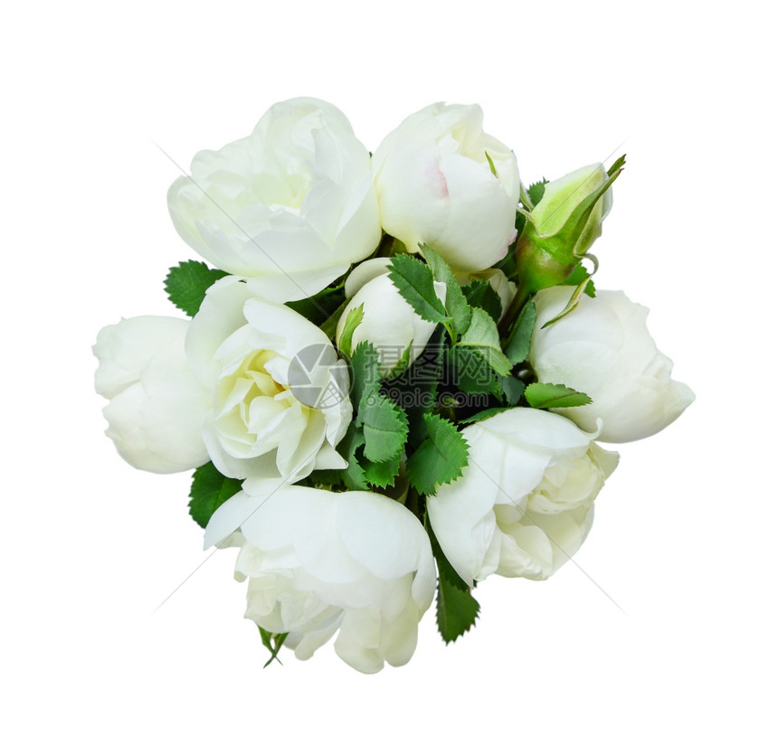 白斑的狗玫瑰香花束图片
