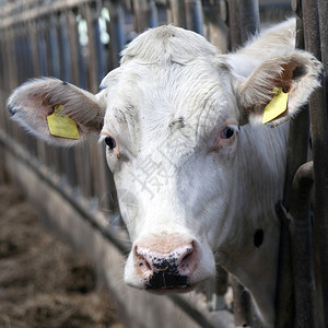 白奶牛看穿铁条固定的图片