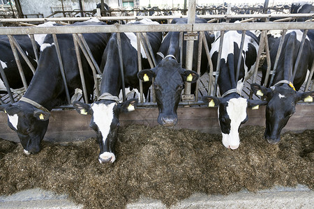 黑白的牛和将头戴在固定的栏杆上吃东西高清图片