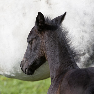 棕褐色的头白的母马背景高清图片