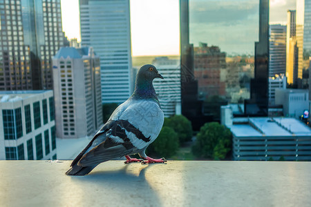 在背景中带有城市天线的鸽鸟高清图片