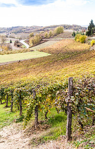 平山地区意大利秋季葡萄园景观高清图片素材