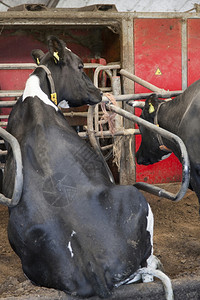 黑白牛和奶坐稳背景里有挤奶机图片