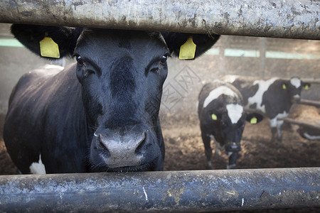 身处牢狱的年轻黑牛和背景中的其他奶牛高清图片
