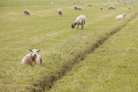 在荷兰草原上的羊群图片