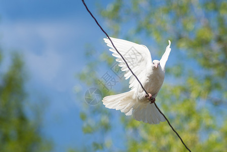 在蓝天空和绿花叶的背景下从铁丝线上飞出白鸽子的苍蝇纯真高清图片素材