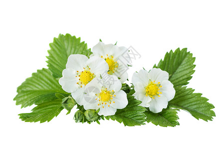 白花和野生草莓绿叶白花和本孤立于图片