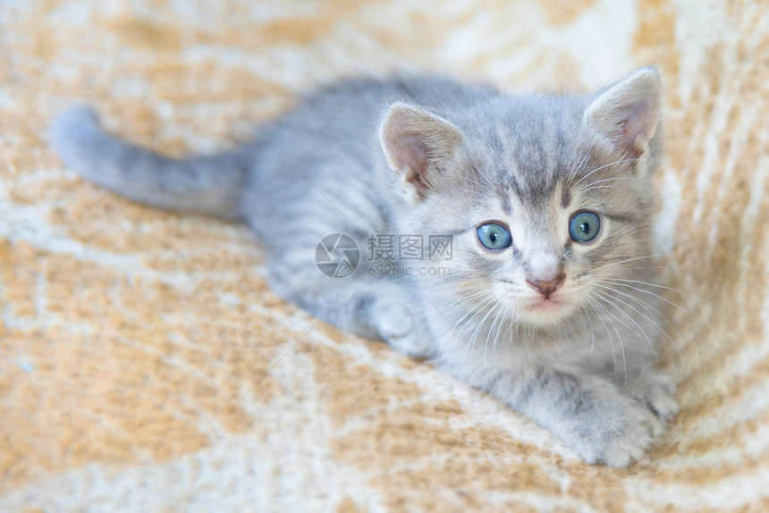 蓝眼睛的灰色青毛小猫看着镜头图片