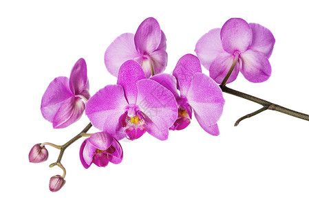 白底紫兰花的开枝高清图片