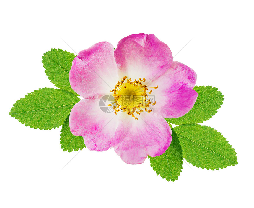 红玫瑰花粉绿色叶子白背景与隔绝图片